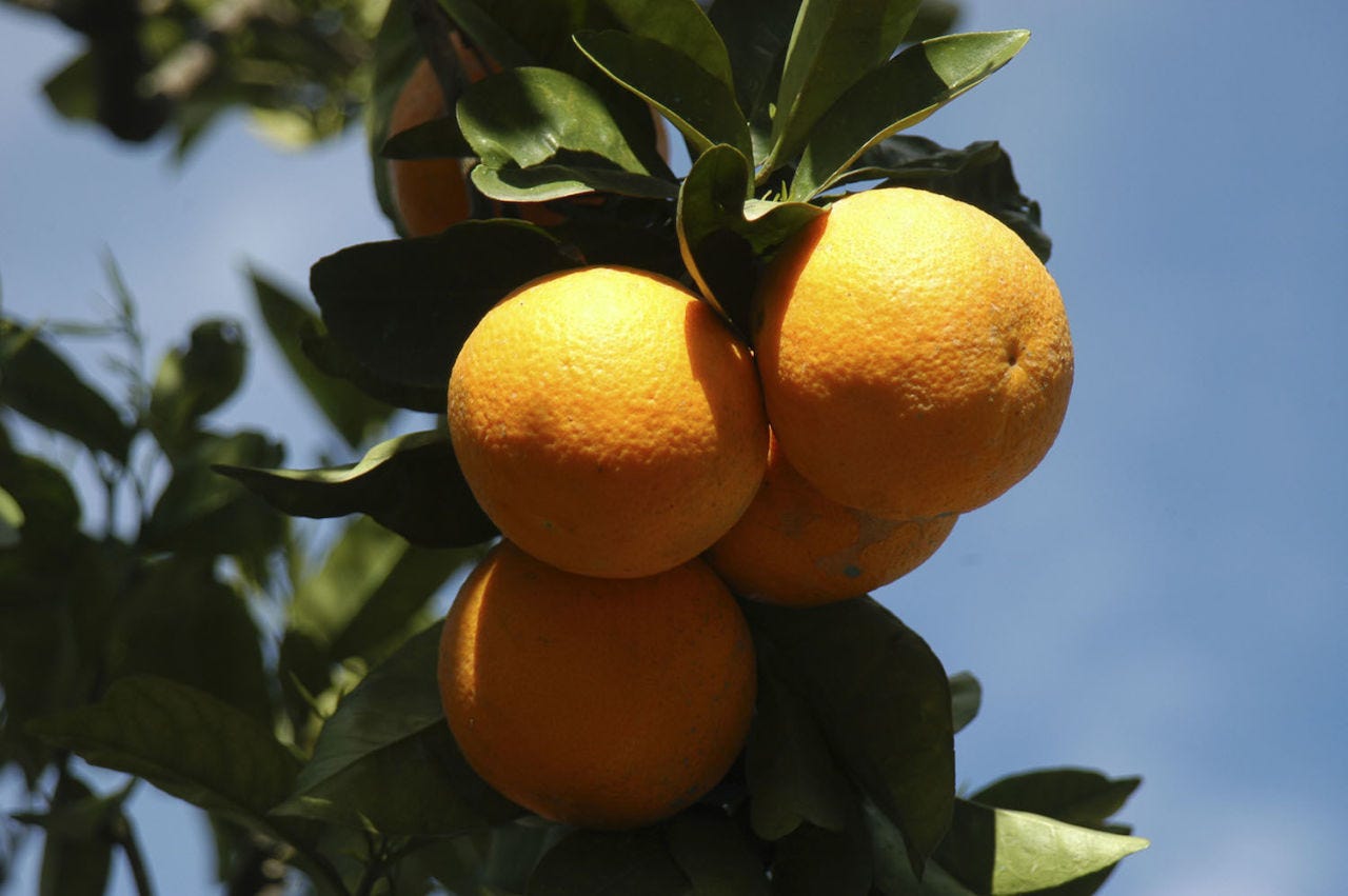 vitamina c buona per dimagrire